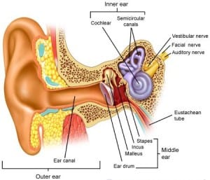 Regions of the Ear